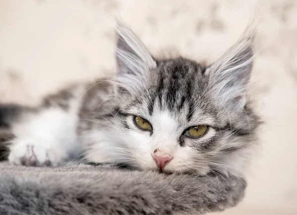 Kitten lying on bed and looking at camera — Stock Photo, Image