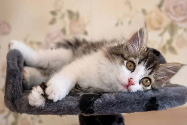 Kätzchen liegt auf Bett und schaut in Kamera — Stockfoto