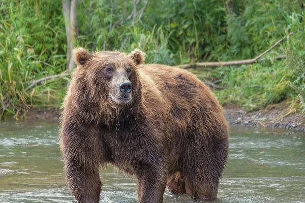 Großer Braunbär im Fluss — Stockfoto