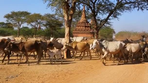 Bagan Myanmar Circa Jan 2016 Pasterze Kierują Stadem Krów Pomiędzy — Wideo stockowe