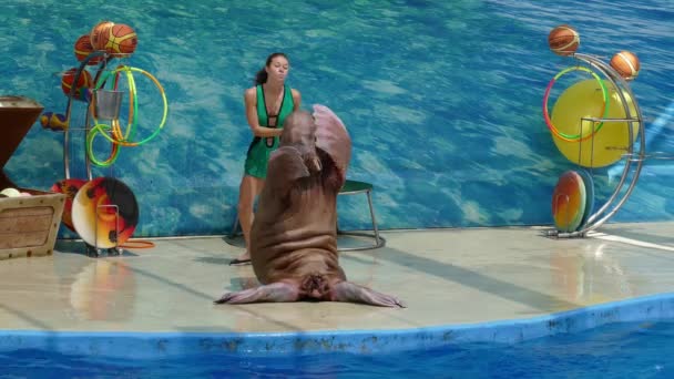 Anapa Russia Circa Aug 2016 Deniz Aslanının Performansı Anapsky Dolphinarium — Stok video