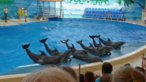 Anapa Rusia Circa Ago 2016 Desempeño Los Delfines Mostrar Con — Vídeos de Stock