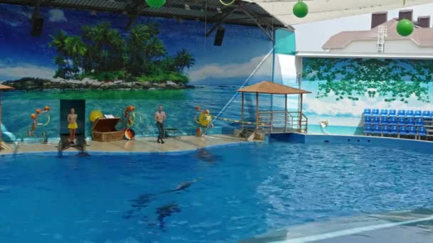 Anapa Russia Circa Aug 2016 Performance Dolphins Show Sea Animals — Stock Video