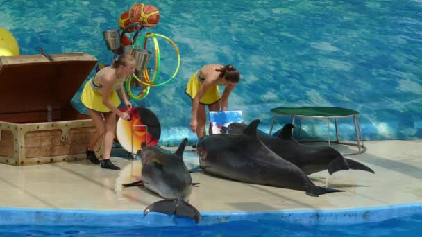 Anapa Russia Circa Aug 2016 Performance Dolphins Draw 与海生动物在Anapsky海豚馆的表演 — 图库视频影像