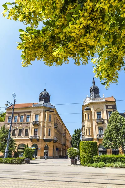 街市街道的夏天看法 匈牙利语 Utca 主要街道匈牙利德布勒森城市 盛开的椴树的前景 — 图库照片