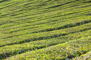 Çay plantasyon Sao Miguel Island, Azores, Portekiz deseni. Azores olduğunu sadece böyle Ekim alanı Avrupa'nın evine. Muhteşem manzara olağanüstü doğal güzellikleri