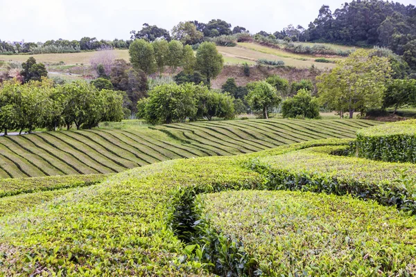 Plantations Thé Porto Formoso Sur Île Sao Miguel Açores Portugal — Photo