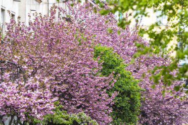 Çiçek açması pembe sakura ağaçlar Uzhhorod şehir, Transcarpathia, Ukrayna sokaklarında. Sakura-ebilmek bulunmak Uzhgorod, birçok yerinde ağaçlar 2000'den fazla toplam sayısıdır