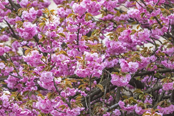 Blossoming pink sakura trees on the streets of Uzhhorod city, Transcarpathia, Ukraine. Sakura can be found in many parts of Uzhgorod, total number of trees is more than 2000