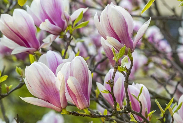 Magnolia Rose Fleurs Dans Jardin Arrière Plan Floral Doux Naturel — Photo