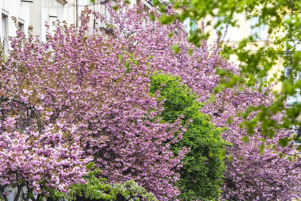 Florescendo Sakura Rosa Árvores Nas Ruas Cidade Uzhhorod Transcarpathia Ucrânia — Fotografia de Stock