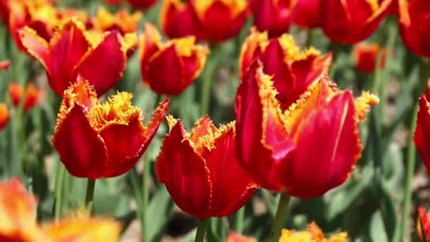 Yakın Çekim Kırmızı Lale Çiçek Bahçesinde Çiçek Açmış Bahar Arka — Stok video
