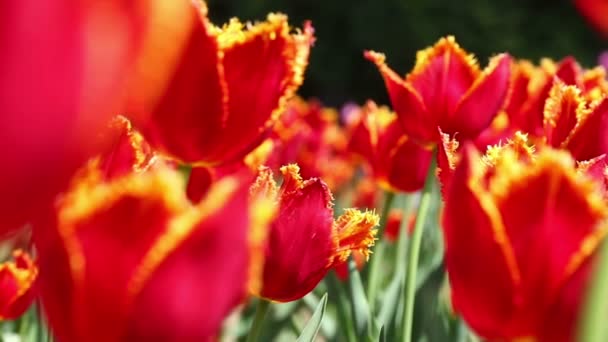 Close Rode Tulpen Bloeien Bloementuin Lente Achtergrond — Stockvideo