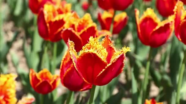 Zbliżenie Czerwone Tulipany Kwitnące Ogrodzie Kwiatowym Tło Wiosna — Wideo stockowe