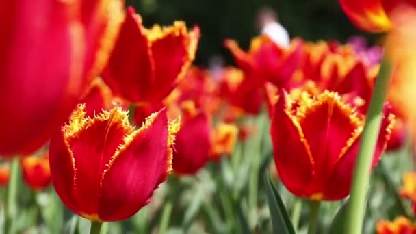 Közelkép piros tulipán a virágos kertben virágzó. Tavaszi háttér