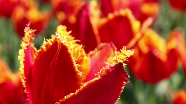 Detail červené tulipány, kvetoucí v Květné zahradě. Jarní pozadí