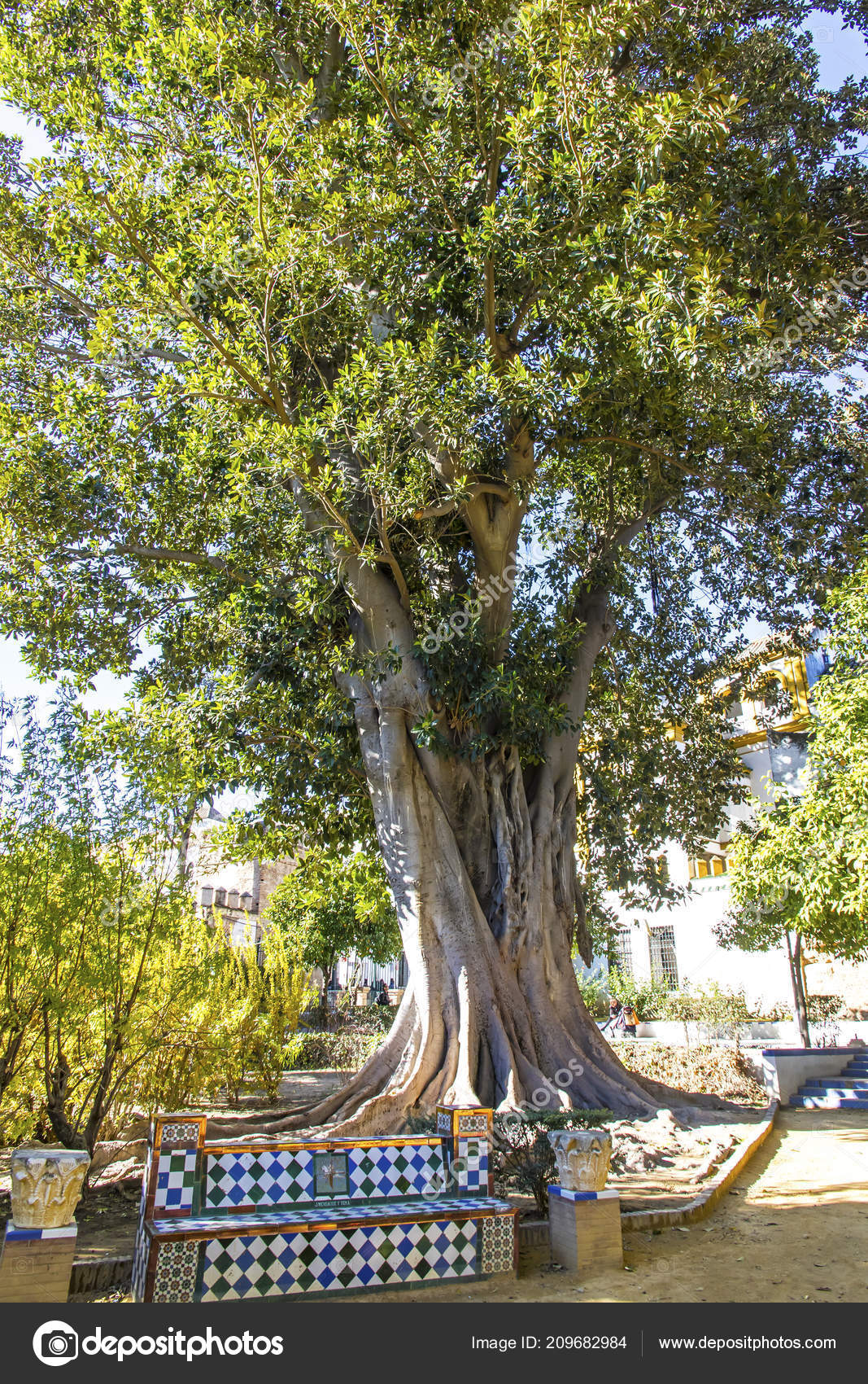 Giant Fig Tree Murillo Gardens Jardines Murillo Seville City