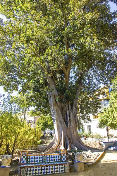 Figueira Gigante Murillo Gardens Jardines Murillo Cidade Sevilha Andaluzia Espanha — Fotografia de Stock