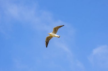 Gümüş martı uçuş bir mavi gökyüzü arka plan. Baltık Denizi