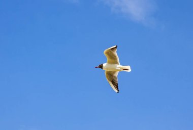 Gümüş martı uçuş bir mavi gökyüzü arka plan. Baltık Denizi