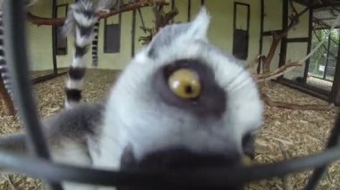 Madagaskar Firavun faresi halka kafes çit tarama ve eylem kamera seyir lemurlar (Lemur catta) Grup