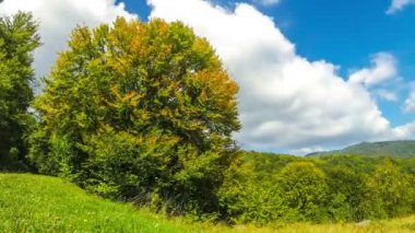 Doğal sonbahar dağlarda. Ağaçlar, çayır ve parlak sonbahar renkleri çarpıcı tepeler. Güneşli bir gün. Mavi gökyüzü ve beyaz bulutlar. Karpat Dağları, Ukrayna. Zaman atlamalı. 4k Ultrahd