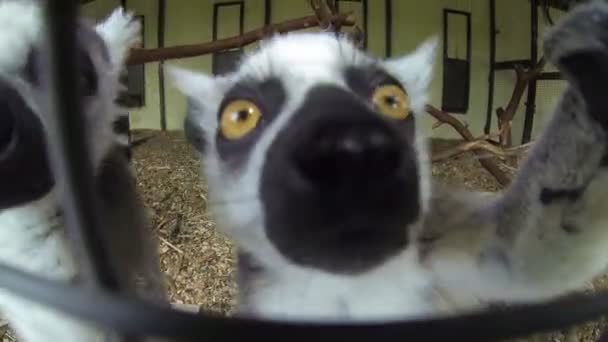 Gruppo Manguste Del Madagascar Lemuri Dalla Coda Anello Lemur Catta — Video Stock