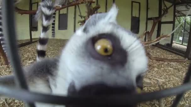 小组马达加斯加猫鼬圆环尾狐猴 Catta 爬行在笼子栅栏和看在行动照相机 — 图库视频影像