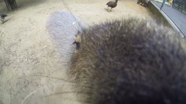 Büyük kahverengi capybarası, en büyük kemirgen, açık havada bir güneşli yaz günü yürüyüş ve eylem kamera koklama