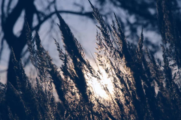 Wild Meadow Dry Herb Grass Sunset Soft Sun Rays Pastel — Stock Photo, Image