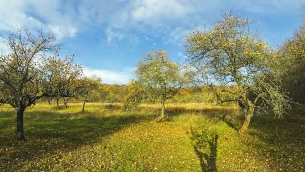 Manzanos Con Manzanas Amarillas Viejo Huerto Otoño Time Lapse Ultrahd — Vídeo de stock