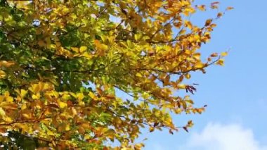 Altın Sonbahar yaprakları rüzgar sallıyor. Renkli yaprakları. Sonbahar ormandaki ağaçlar. Sonbahar sahne görüntüleri