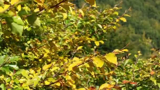 Folhas Outono Douradas Acenando Vento Folhas Coloridas Árvores Floresta Outono — Vídeo de Stock