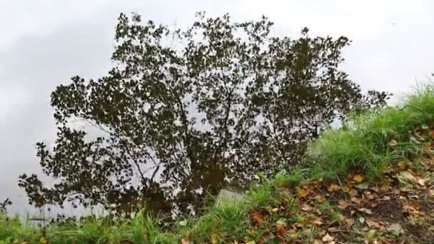 秋のツリーと曇り空の輪郭は 水の表面に反映されます 水の上の小さな波 — ストック動画