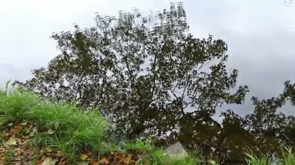 秋のツリーと曇り空の輪郭は 水の表面に反映されます 水の上の小さな波 — ストック動画