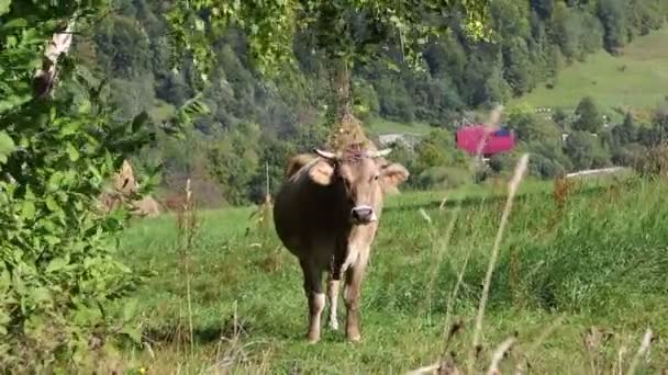 Pâturage de vaches sur des pâturages verts à la fin de l'été dans les Carpates, Ukraine 