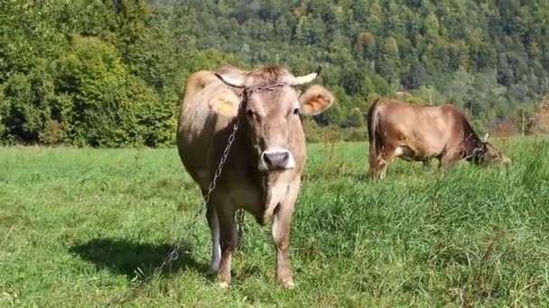 Коровы Пасутся Зеленых Пастбищах Конце Лета Карпатах Украина — стоковое видео