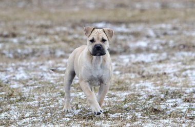Üç aylık Ca de Bou (Mallorquin Mastiff) dişi köpek yavrusu köpek açık havada oynayan beyaz