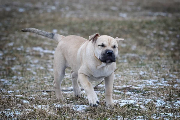 Witte Drie Maanden Oud Bou Mallorcaans Mastiff Vrouwelijke Puppy Hond — Stockfoto