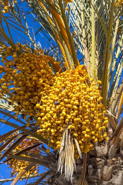 Gros Plan Branches Palmier Dattier Avec Des Dates Fraîches Sur — Photo