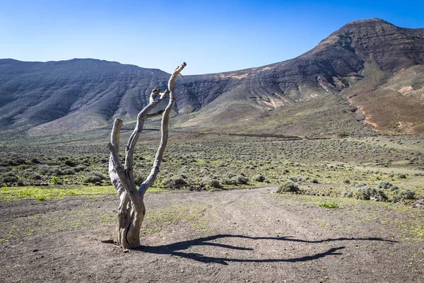 Wandern Auf Jandia Halbinsel Fuerteventura Kanarische Inseln Spanien Berge Diesem — Stockfoto