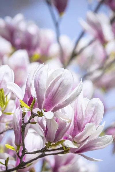 Pink magnolia flowers in the garden — Stock Photo, Image