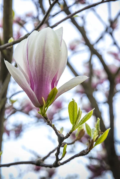 Rosa Magnolienblüte im Garten — Stockfoto