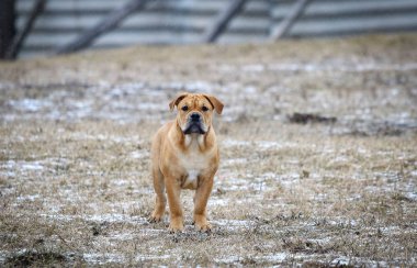 Ca de Bou (Mallorquin Mastiff) yavru köpeği