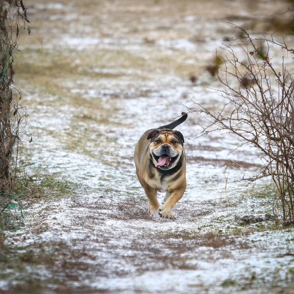 Ca de Bou (Mallorquin Mastiff) câine — Fotografie, imagine de stoc