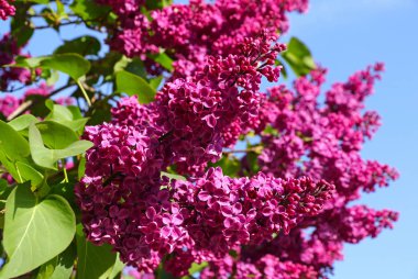 Pembe çiçek leylak mavi gökyüzüne karşı Şubesi
