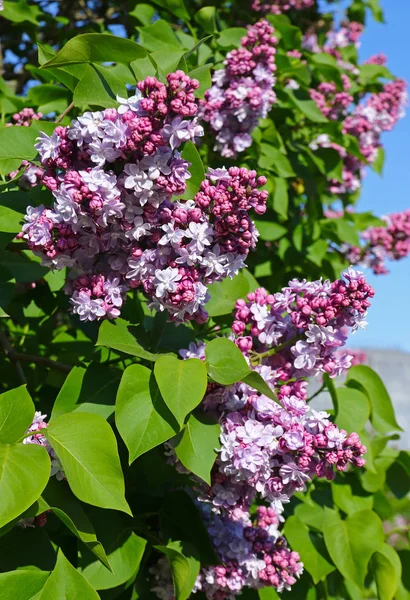 Branch of blossoming pink lilac against the blue sky — Stock Photo, Image