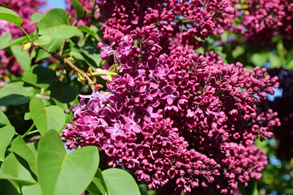 Branch of blossoming pink lilac in the garden — Stock Photo, Image