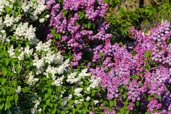 Detail Přírodní Vzor Větve Rozkvetlé Bílé Růžové Lila Zahradě Jarní — Stock fotografie