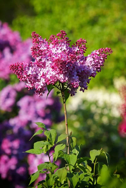 Branch of blossoming pink lilac in the garden — Stock Photo, Image